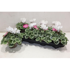 arr8 Cycl Kl Sup Picasso White