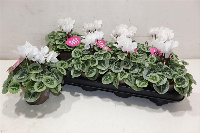 <h4>arr8 Cycl Kl Sup Picasso White</h4>