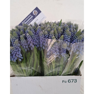 MUSCARI ARMENIACUM