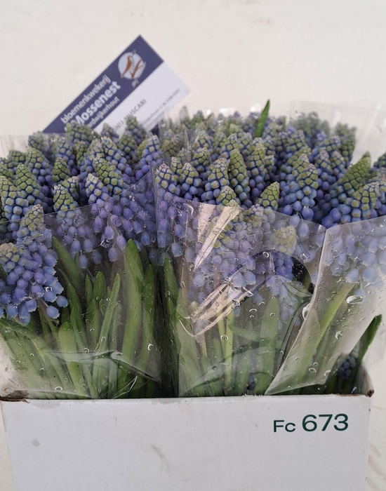 <h4>MUSCARI ARMENIACUM</h4>