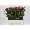 Paeonia Red Sarah
