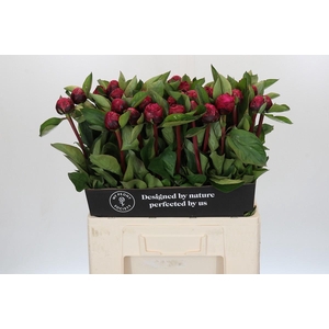 Paeonia Red Sarah Bernhardt