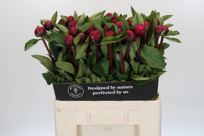 <h4>Paeonia Red Sarah Bernhardt</h4>