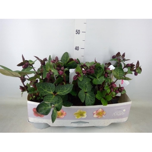 Helleborus  'Fkiss Vibey Velve'