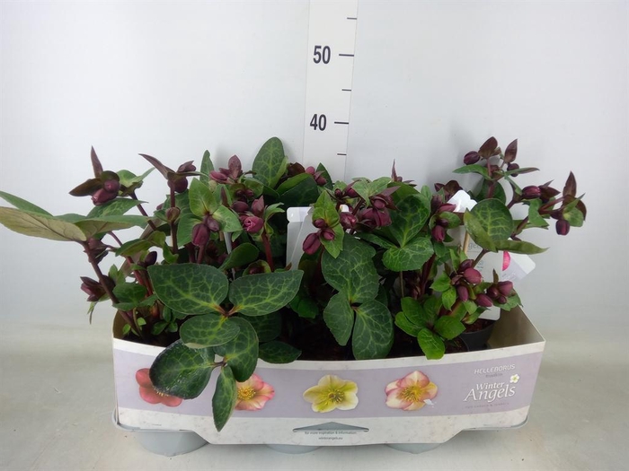 <h4>Helleborus 'Fkiss Vibey Velve'</h4>