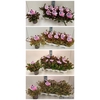 Abelia in Sorten 11T