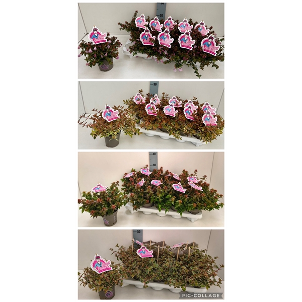 Abelia in Sorten 11T