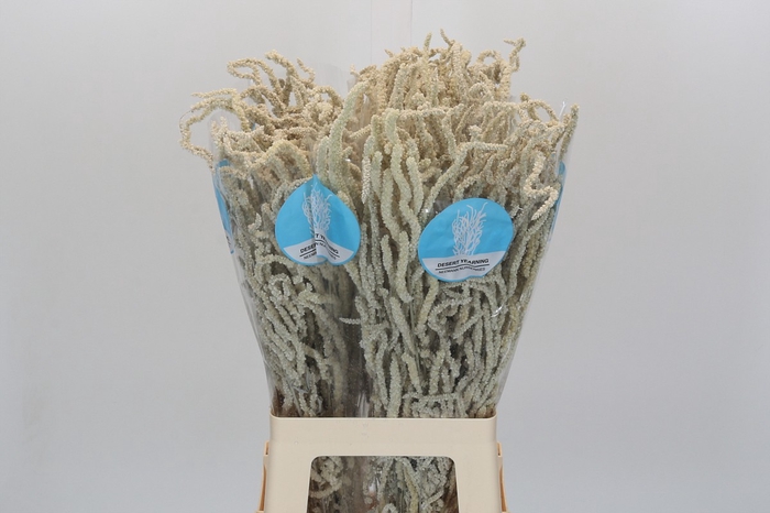<h4>Amaranthus Yearming Desert</h4>
