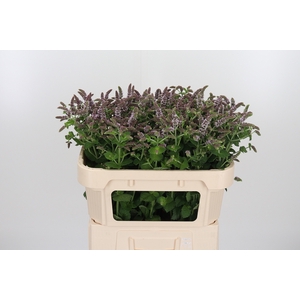 Mentha Jocka