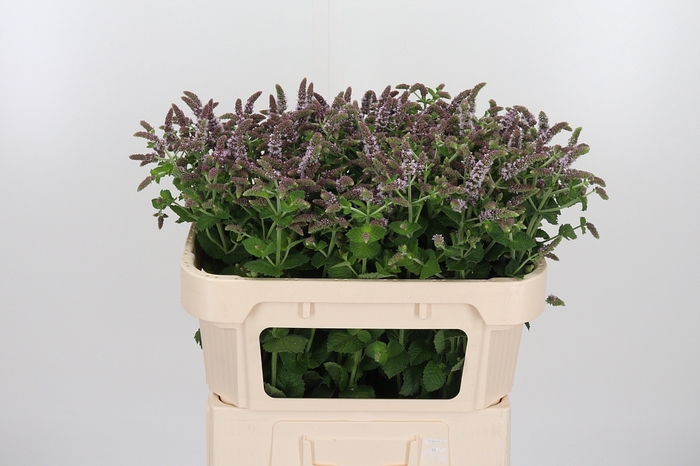<h4>Mentha Jocka</h4>