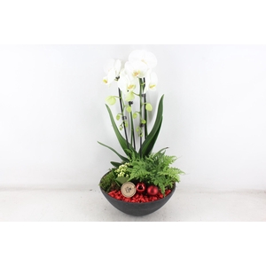 arr2 PL - Ebbischaal x2 phal. RED