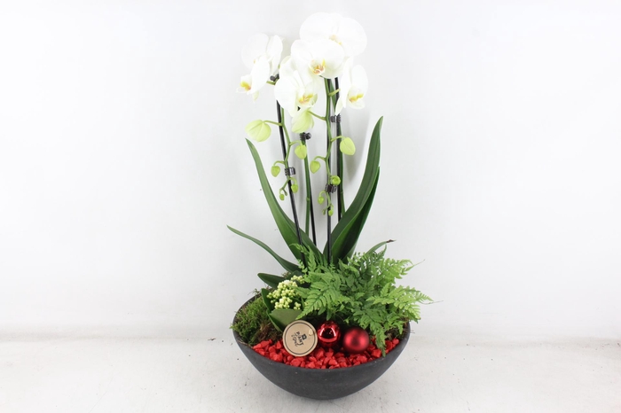 <h4>arr2 PL - Ebbischaal x2 phal. RED</h4>