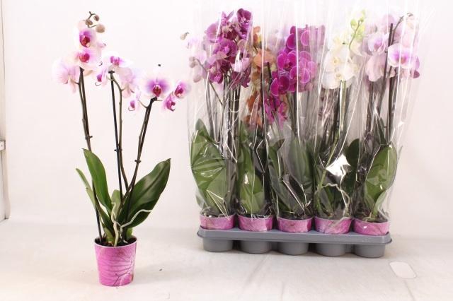 <h4>PHAL GEM 5 KL</h4>