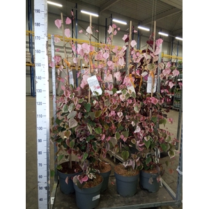 Cercis chinensis