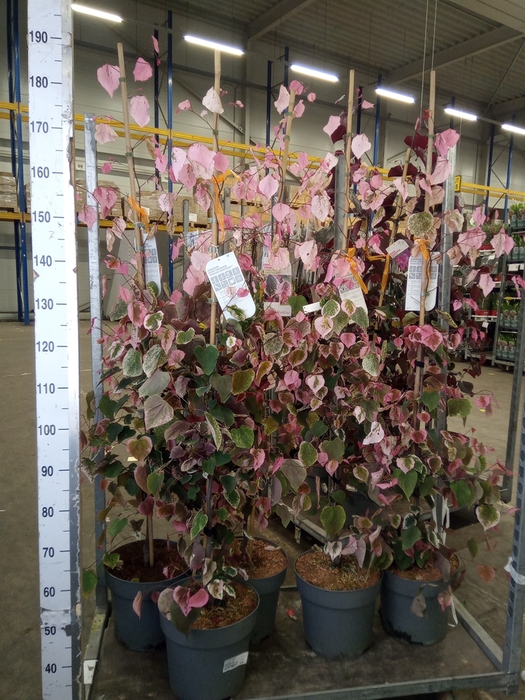 <h4>Cercis chinensis</h4>