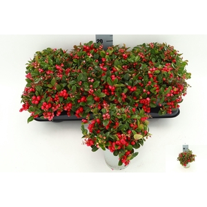 GAULTH PROCUMBENS