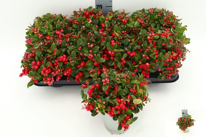 <h4>GAULTH PROCUMBENS</h4>