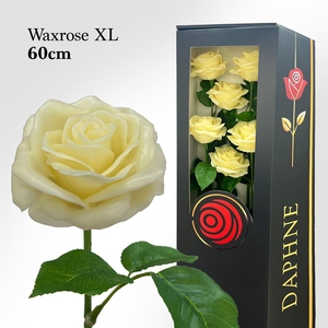 Wax Rose Xl Vanille 60cm