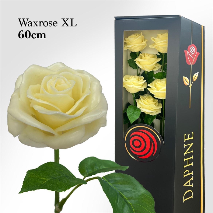 <h4>Wax Rose Xl Vanille 60cm</h4>