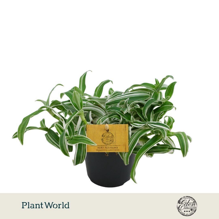 <h4>Murdannia Ioriformis Alba Aquilone 12cm</h4>