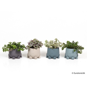 E 4324 little mann ny