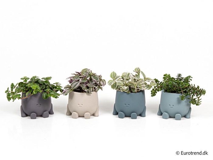 <h4>E 4324 little mann ny</h4>