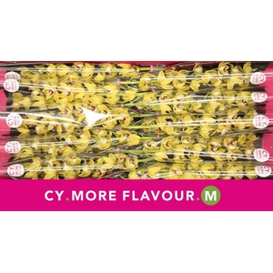 Mini cymbidium 'Suzanne' 60 cm