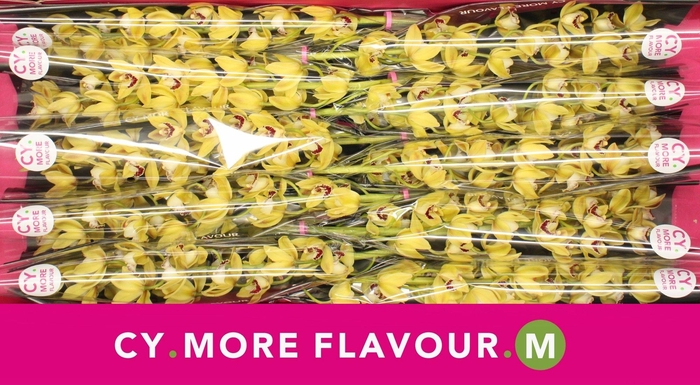 <h4>Mini cymbidium 'Suzanne' 60 cm</h4>