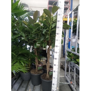 Ficus elastica 'Melany'