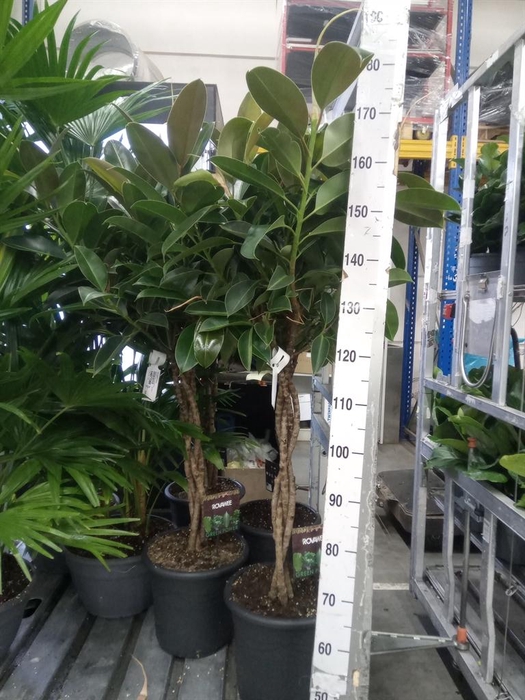 <h4>Ficus elastica 'Melany'</h4>