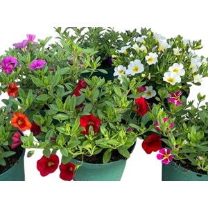 Calibrachoa overig