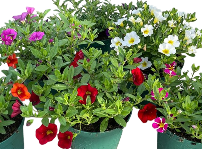 <h4>Calibrachoa overig</h4>