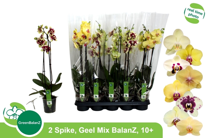 <h4>PHAL OV GEEL</h4>