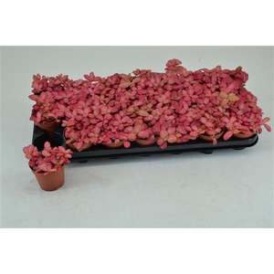 FITTONIA PINK SPECIAL 8,5 CM