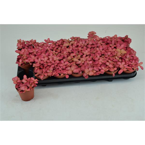 <h4>FITTONIA PINK SPECIAL 8,5 CM</h4>