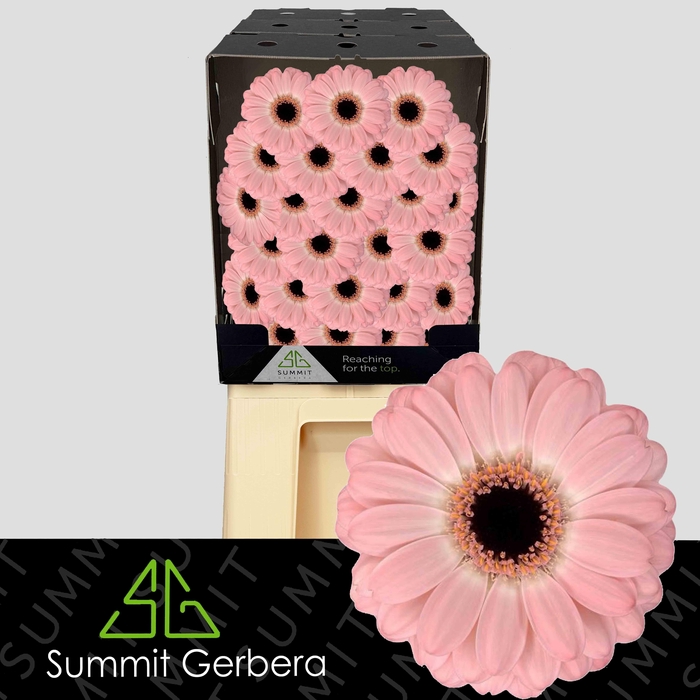 <h4>Germini Duet Diamond</h4>