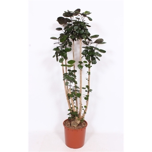 Polyscias 'Fabian'