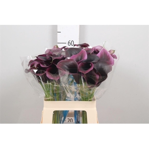 Calla Carrera | Dubbelbloemig