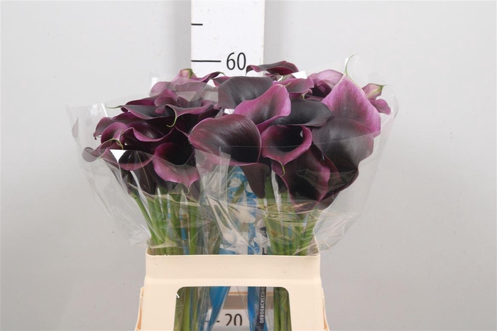 <h4>Calla Carrera | Dubbelbloemig</h4>