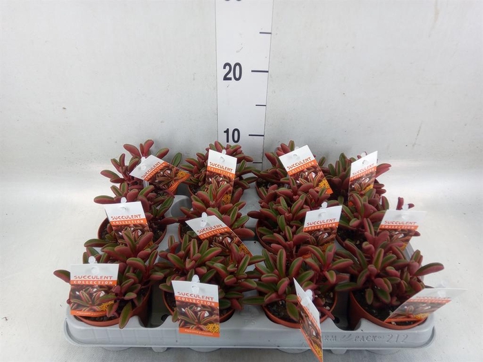 <h4>Peperomia graveolens</h4>