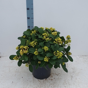 Veitchii 26cm 25+ tros