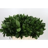 Ruscus Hypophyllum