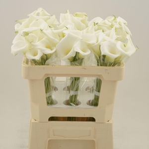 Calla White Art