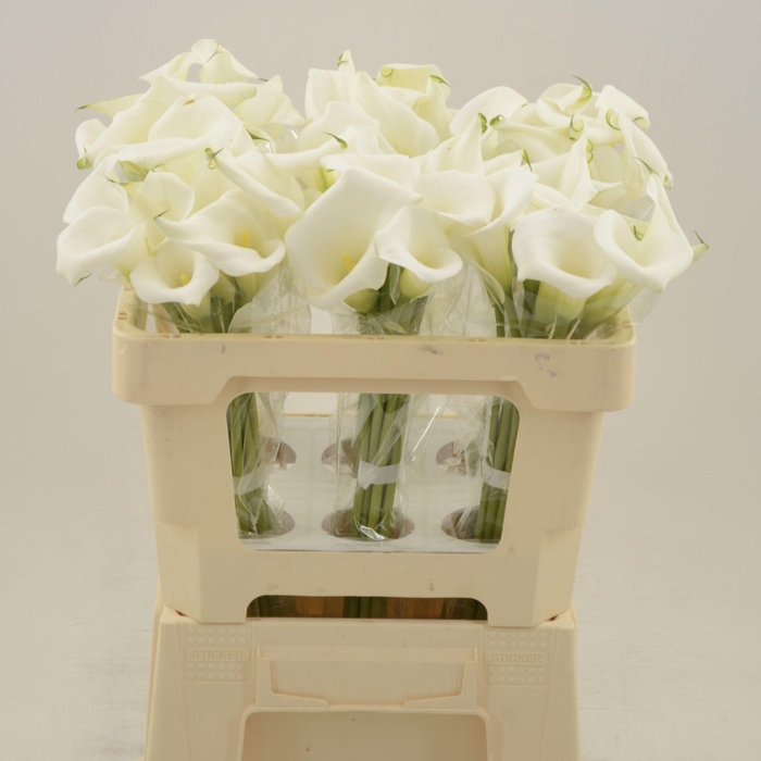 <h4>Calla White Art</h4>