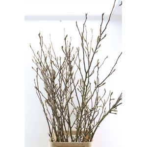Magnolia Extra P Stem 160cm X6