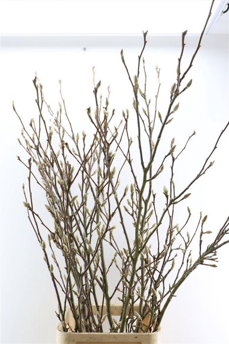 <h4>Magnolia Extra P Stem 160cm X6</h4>