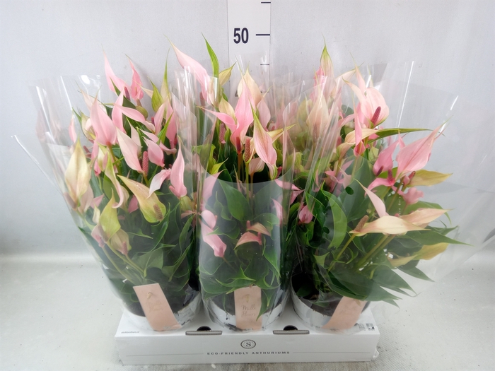 <h4>Anthurium andr. 'Lilli'</h4>