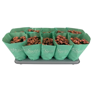 KAL GE PERFECTA ROSA