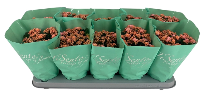 <h4>KAL GE PERFECTA ROSA</h4>