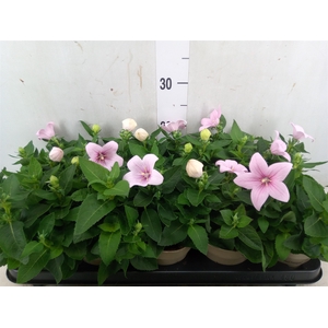 Platycodon grand. 'Astra Pink'